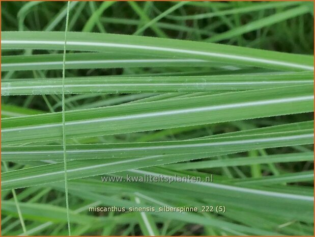 Miscanthus sinensis 'Silberspinne' | Chinees prachtriet, Chinees riet, Japans sierriet, Sierriet | Chinaschilf | 