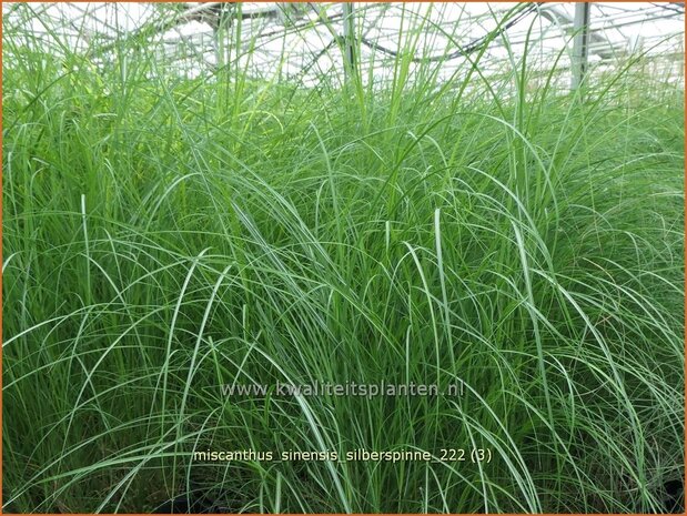 Miscanthus sinensis 'Silberspinne' | Chinees prachtriet, Chinees riet, Japans sierriet, Sierriet | Chinaschilf | 