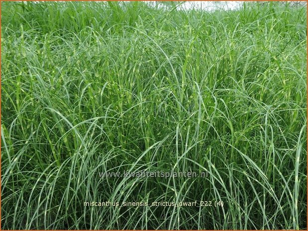 Miscanthus sinensis 'Strictus Dwarf' | Zebragras, Prachtriet, Chinees riet, Japans sierriet | Zebraschilf | Zebra gra