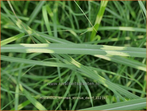 Miscanthus sinensis 'Strictus Dwarf' | Zebragras, Prachtriet, Chinees riet, Japans sierriet | Zebraschilf | Zebra
