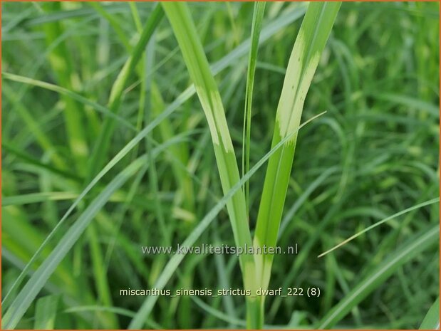 Miscanthus sinensis 'Strictus Dwarf' | Zebragras, Prachtriet, Chinees riet, Japans sierriet | Zebraschilf | Zebra gra