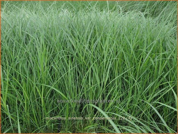 Miscanthus sinensis var. condensatus | Chinees prachtriet, Chinees riet, Japans sierriet, Sierriet | Chinaschilf | Eulalia gras