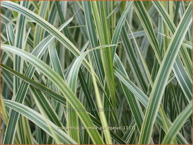 Miscanthus sinensis 'Variegatus' | Chinees prachtriet, Chinees riet, Japans sierriet, Sierriet | Chinaschilf | Eu