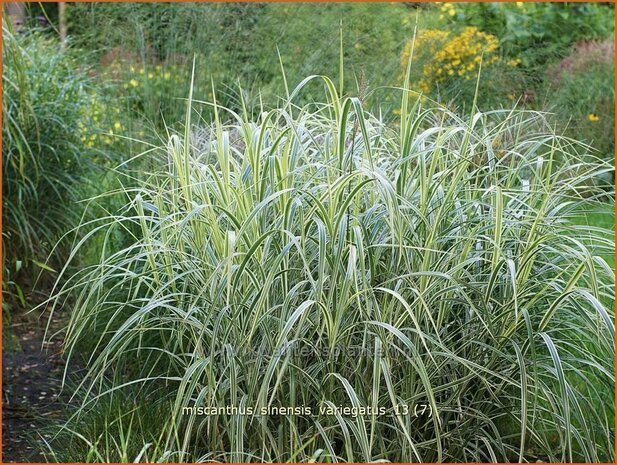 Miscanthus sinensis 'Variegatus' | Chinees prachtriet, Chinees riet, Japans sierriet, Sierriet | Chinaschilf | Eu