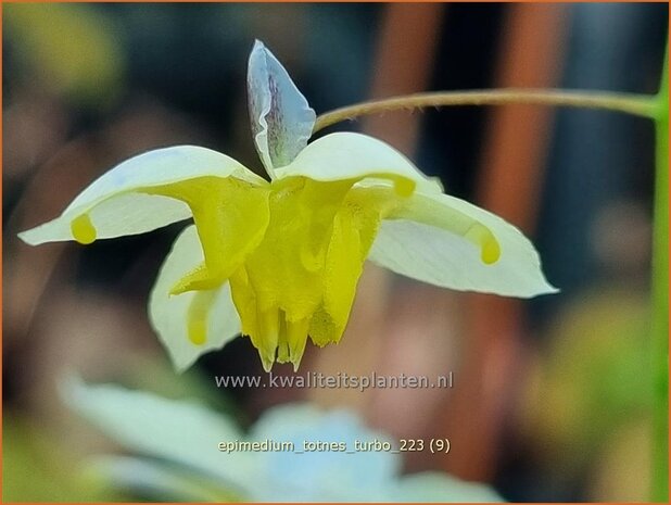 Epimedium 'Totnes Turbo' | Elfenbloem | Elfenblume | Wushan Fairy Wings