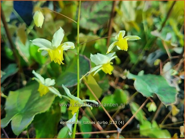 Epimedium 'Totnes Turbo' | Elfenbloem | Elfenblume | Wushan Fairy Wings