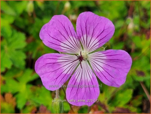 Geranium 'Kelly-Anne' | Ooievaarsbek, Tuingeranium, Geranium | Storchschnabel | Cranesbill