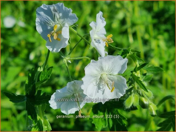 Geranium phaeum 'Album' | Donkere ooievaarsbek, Ooievaarsbek, Tuingeranium, Geranium | Brauner Storchschnabel | Dusky