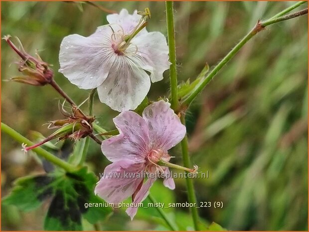 Geranium phaeum 'Misty Samobor' | Donkere ooievaarsbek, Ooievaarsbek, Tuingeranium, Geranium | Brauner Storchschn