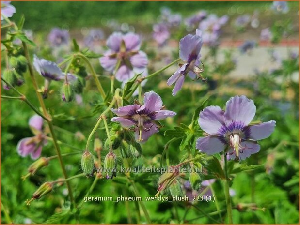 Geranium phaeum 'Wendy's Blush' | Donkere ooievaarsbek, Ooievaarsbek, Tuingeranium, Geranium | Brauner Storchsch