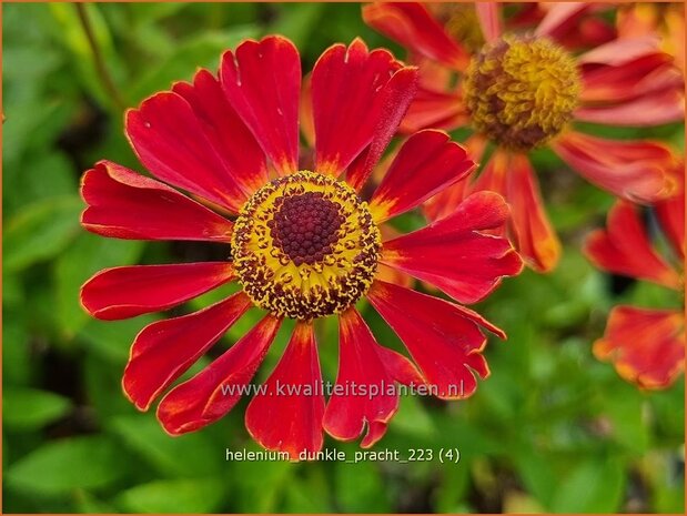 Helenium 'Dunkle Pracht' | Zonnekruid | Sonnenbraut | Helen's Flower