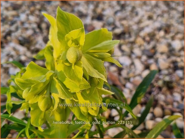 Helleborus foetidus 'Gold Bullion' | Stinkend nieskruid, Nieskruid | Palmblatt-Nieswurz | Stinking Hellebore