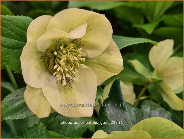 Helleborus orientalis 'Geel' | Kerstroos, Lenteroos, Vastenroos, Nieskruid | Lenzrose | Lenten Rose
