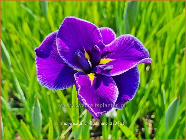 Iris ensata 'Crystal Halo' | Japanse iris, Iris, Lis | Japanische Sumpf-Schwertlilie | Japanese Iris