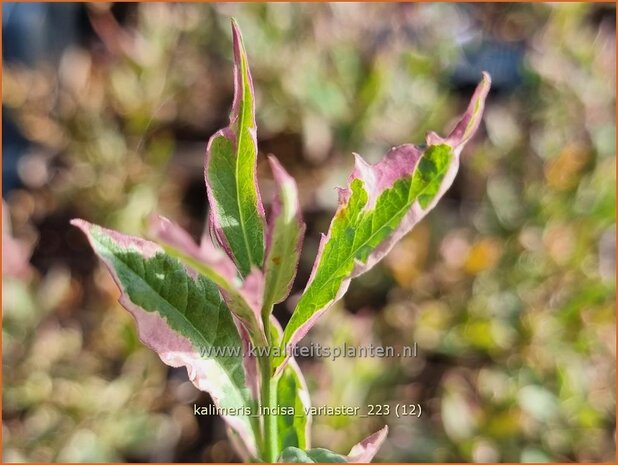 Kalimeris incisa 'Variaster' | Zomeraster | Eingeschnittene Schönaster | Japanese Aster