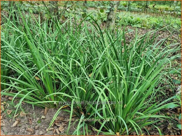 Libertia grandiflora | Nieuw-Zeelandse iris | Neuseeland Iris | New Zealand Satin Flower