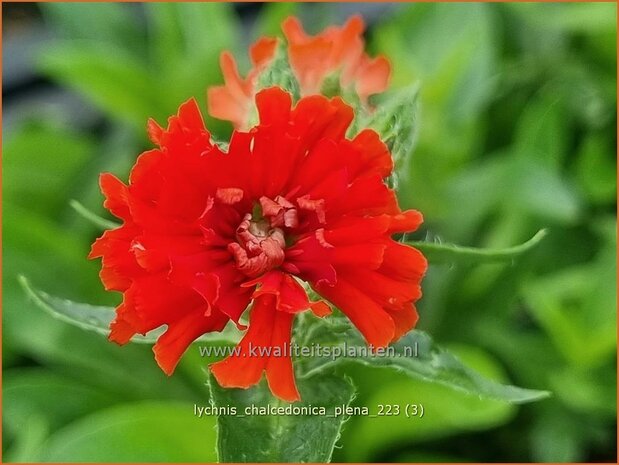 Lychnis chalcedonica 'Plena' | Brandende liefde | Brennende Liebe | Maltese Cross