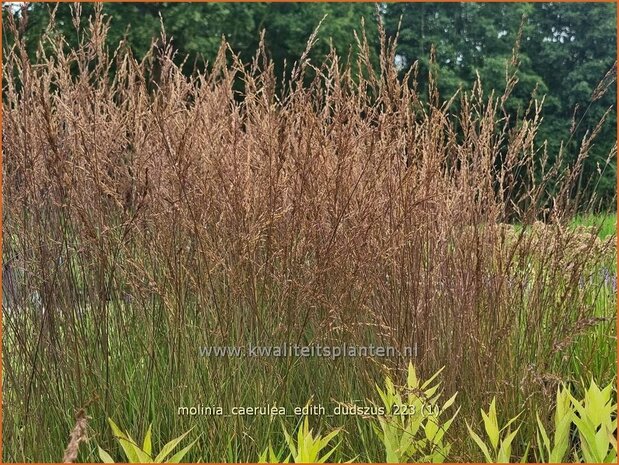 Molinia caerulea 'Edith Dudszus' | Pijpenstrootje | Kleines Pfeifengras | Purple Moorgrass