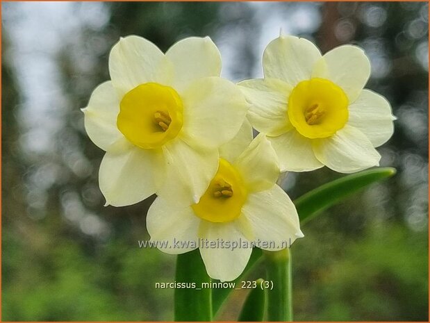 Narcissus 'Minnow' | Narcis | Alpenveilchenartige Narzisse | Daffodil