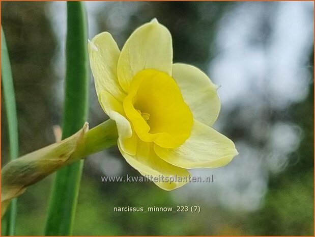 Narcissus 'Minnow' | Narcis | Alpenveilchenartige Narzisse | Daffodil