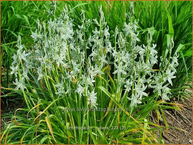 Ornithogalum nutans | Knikkende vogelmelk, Vogelmelk | Nickender Milchstern | Silver Bells