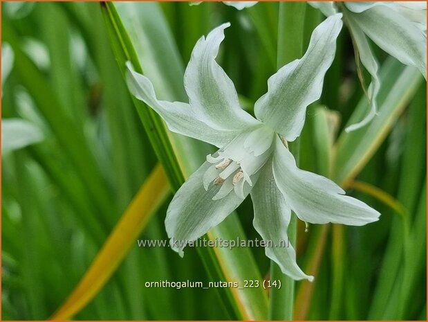 Ornithogalum nutans | Knikkende vogelmelk, Vogelmelk | Nickender Milchstern | Silver Bells