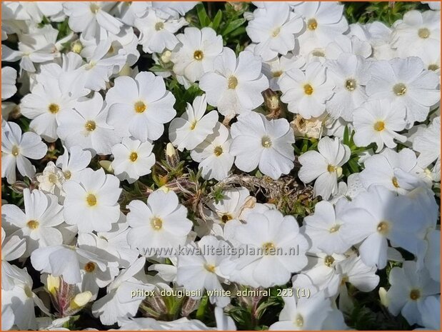 Phlox douglasii 'White Admiral' | Kruipphlox, Vlambloem, Flox, Floks | Polsterphlox | Tufed Phlox