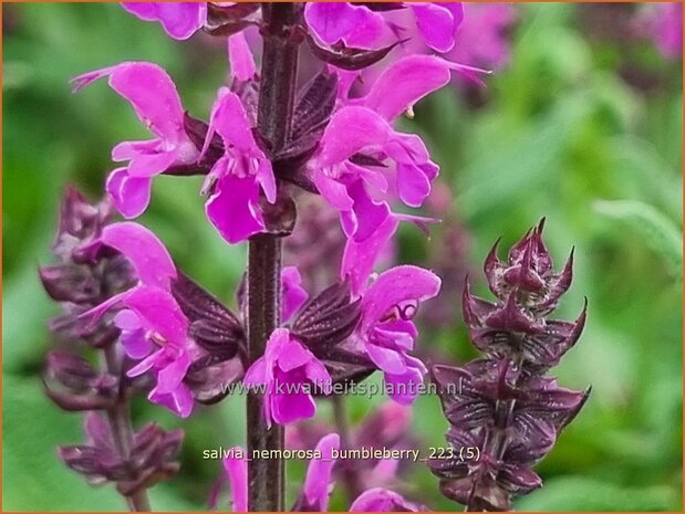 Salvia nemorosa 'Bumbleberry' | Bossalie, Salie, Salvia | Steppensalbei | Woodland Sage