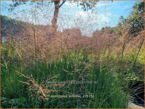 Sporobolus airoides | Prairiedropzaad, Parelgras | Alkali-Fallsamengras | Alkali Sacaton