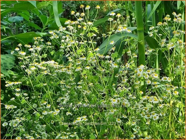 Tanacetum parthenium | Moederkruid | Mutterkraut | Feverfew