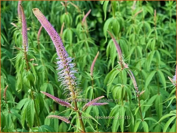 Veronicastrum virginicum 'Fascination' | Virginische ereprijs, Zwarte ereprijs, Naaldereprijs | Kandelaberehrenpreis 