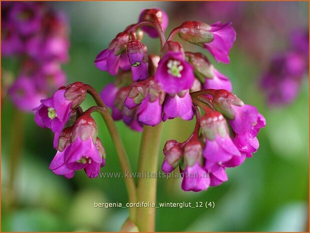 Bergenia cordifolia 'Winterglow' | Schoenlappersplant, Olifantsoor | Altai-Bergenie | Heart-Leaf Bergenia