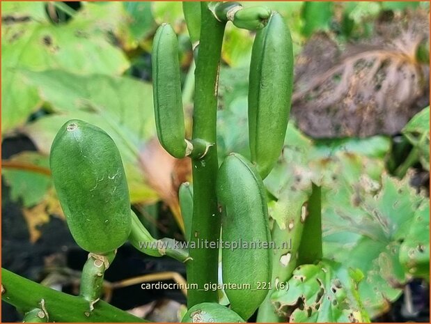 Cardiocrinum giganteum | Himalaya-lelie, Reuzenlelie | Himalaya-Riesenlilie | Giant Himalayan Lily