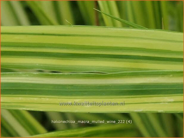 Hakonechloa macra 'Mulled Wine' | Japans bosgras, Japans siergras | Berggras | Forest Grass