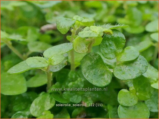 Soleirolia soleirolii | Slaapkamergeluk | Bubikopf | Baby&rsquo;s Tears
