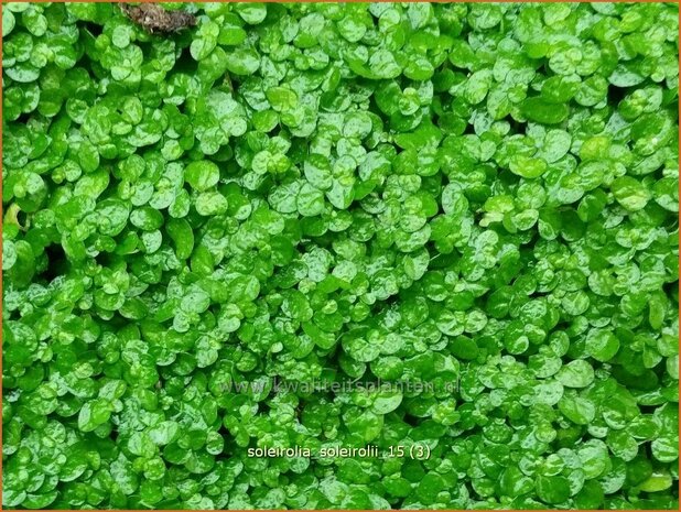 Soleirolia soleirolii | Slaapkamergeluk | Bubikopf | Baby&rsquo;s Tears