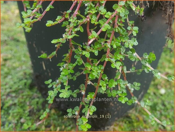 Soleirolia soleirolii | Slaapkamergeluk | Bubikopf | Baby&rsquo;s Tears