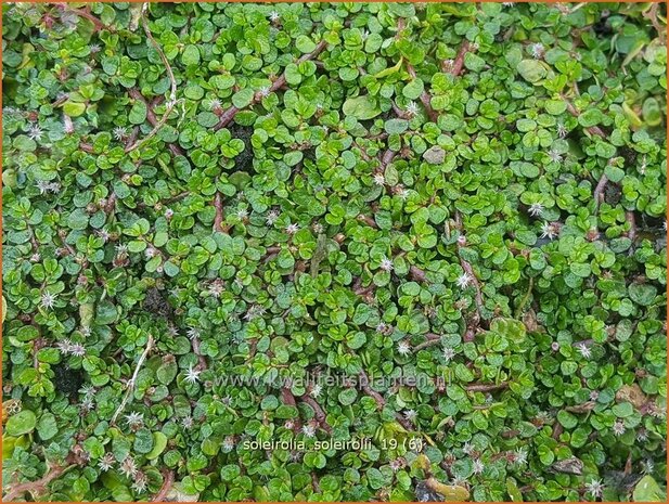 Soleirolia soleirolii | Slaapkamergeluk | Bubikopf | Baby&rsquo;s Tears