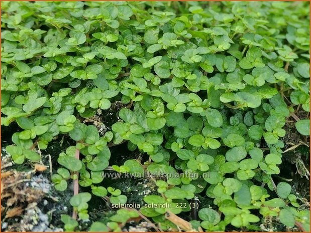 Soleirolia soleirolii | Slaapkamergeluk | Bubikopf | Baby&rsquo;s Tears