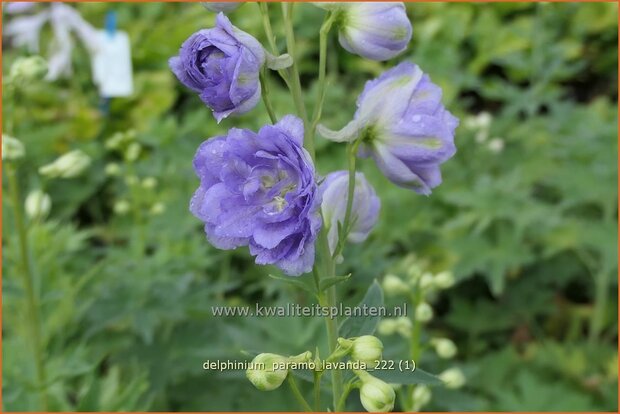 Delphinium 'Paramo Lavanda'