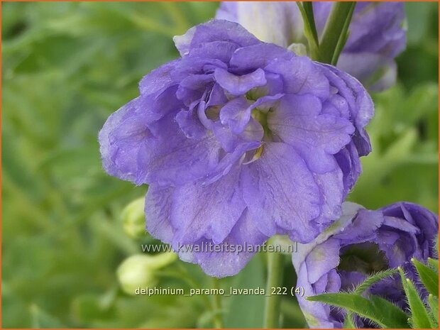 Delphinium 'Paramo Lavanda'