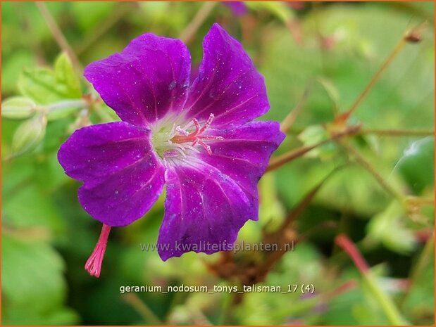 Geranium nodosum 'Tony's Talisman'