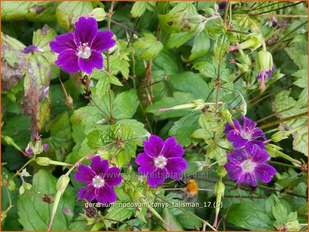 Geranium nodosum 'Tony's Talisman'