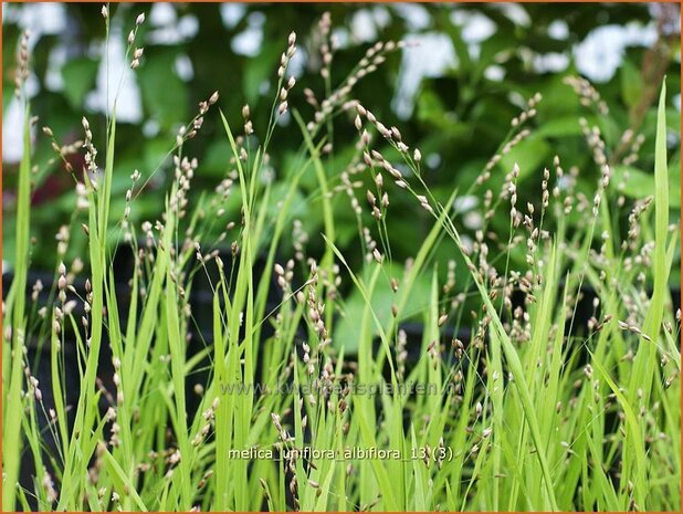 Melica uniflora 'Alba' | Eenbloemig parelgras, Parelgras | Einbl&uuml;tiges Perlgras | Wood Melic