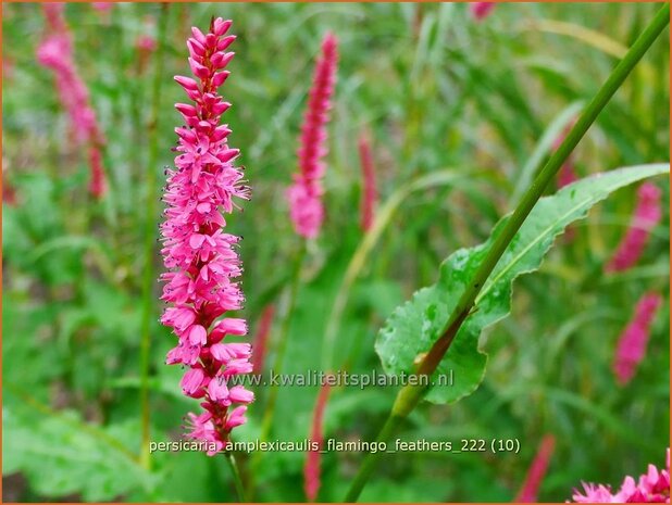 Persicaria amplexicaulis 'Flamingo Feathers' | Doorgroeide duizendknoop, Adderwortel, Duizendknoop | Kerzenkn&#x0