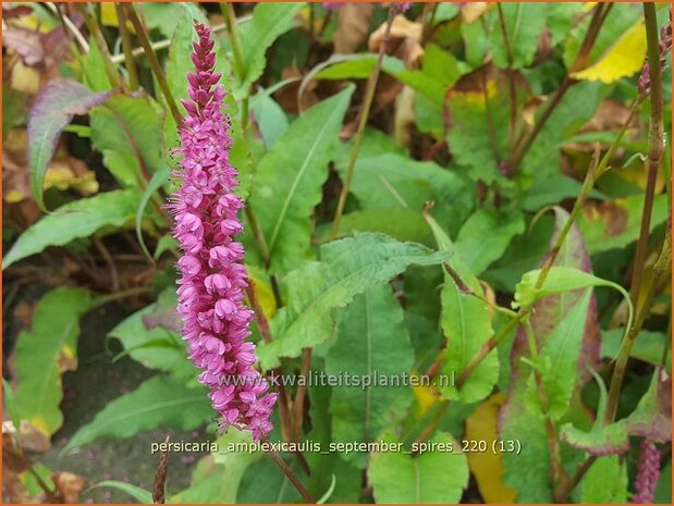 Persicaria amplexicaulis 'September Spires' | Doorgroeide duizendknoop, Adderwortel, Duizendknoop | Kerzenkn 