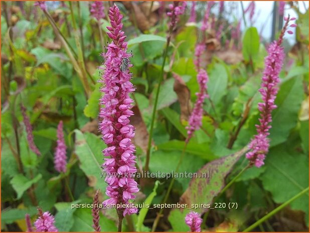 Persicaria amplexicaulis 'September Spires' | Doorgroeide duizendknoop, Adderwortel, Duizendknoop | Kerzenkn 