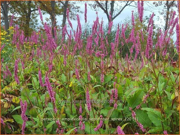 Persicaria amplexicaulis 'September Spires' | Doorgroeide duizendknoop, Adderwortel, Duizendknoop | Kerzenkn 