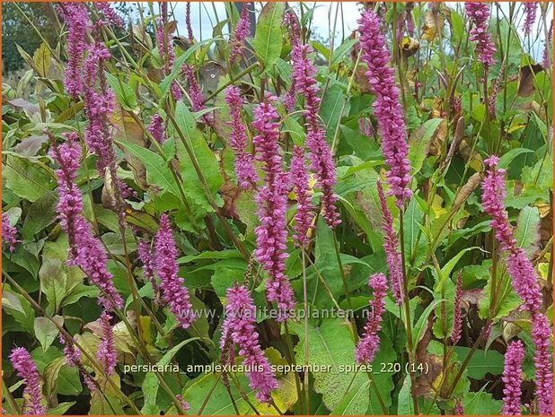 Persicaria amplexicaulis 'September Spires' | Doorgroeide duizendknoop, Adderwortel, Duizendknoop | Kerzenkn 