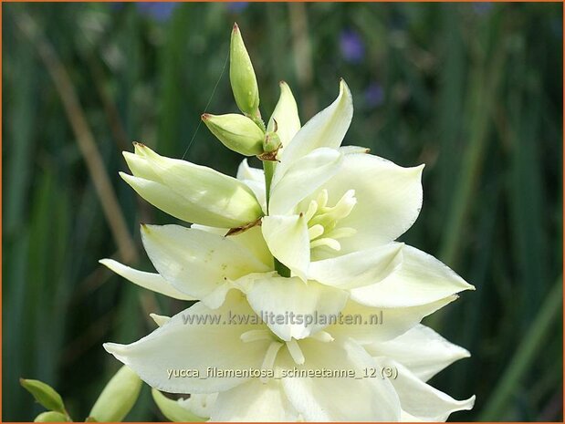 Yucca filamentosa 'Schneetanne' | Vezelpalmlelie, Vezelyucca, Palmlelie | Fädige Palmlilie | Spoonleaf Yuc